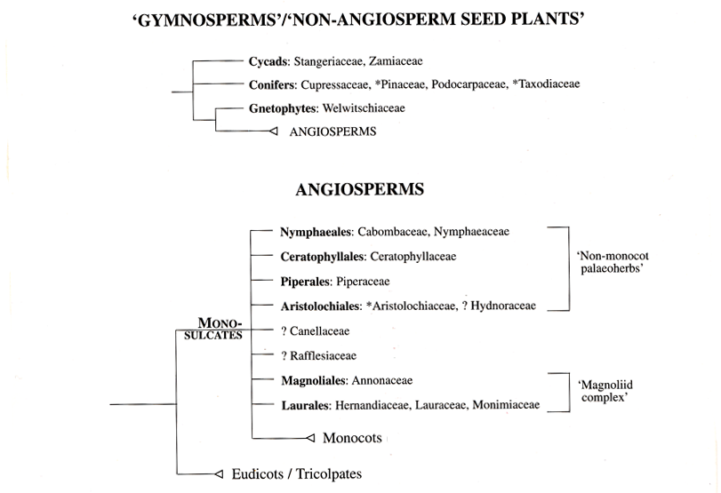Cladogram01
