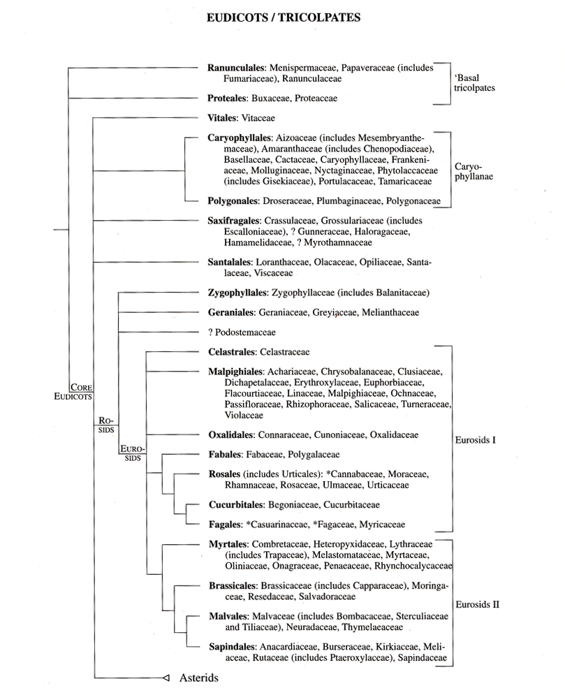 Cladogram02