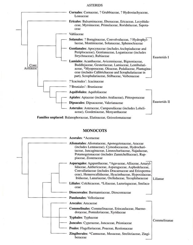 Cladogram03